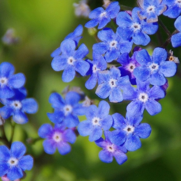 Meet your Posher, Brianna - Picture 1 of 1